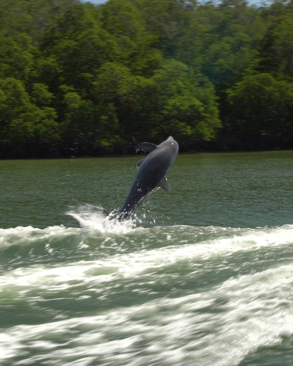 A dolphin leaping beside the wake of a boat in a video still from a shoot for Smallwood Boat Store in Southwest Florida